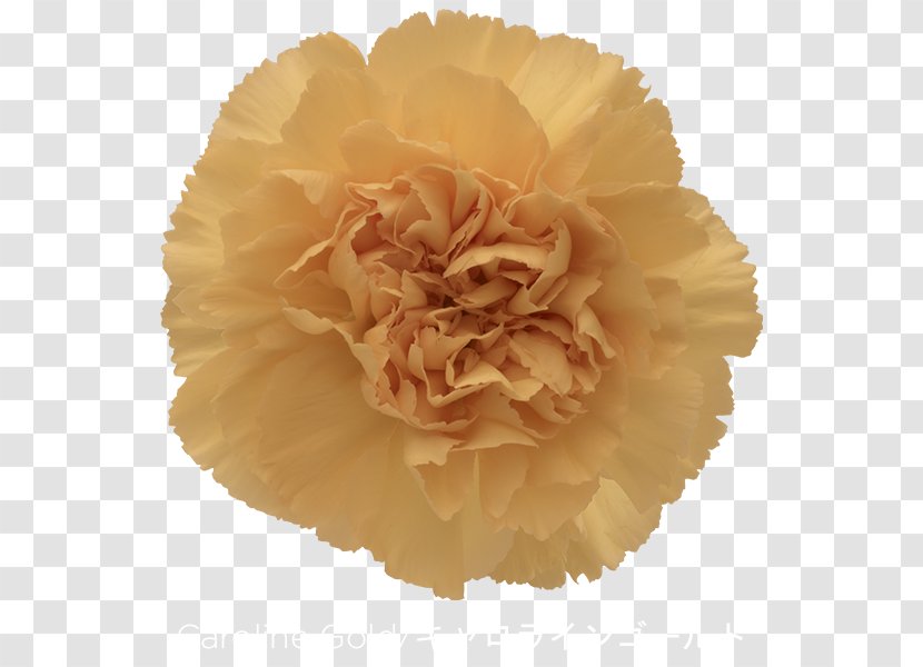 Carnation Cut Flowers Petal Pink - CARNATION Transparent PNG