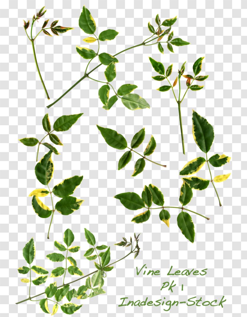 Leaf Vine Plant Stem Clip Art - Devil S Ivy - Flower Transparent PNG