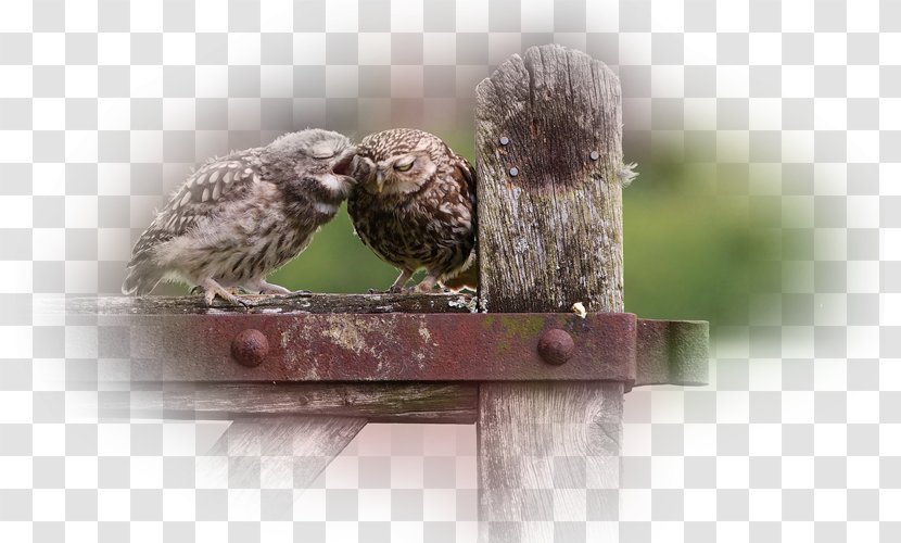Owl Calendar 0 Beak A4 Transparent PNG
