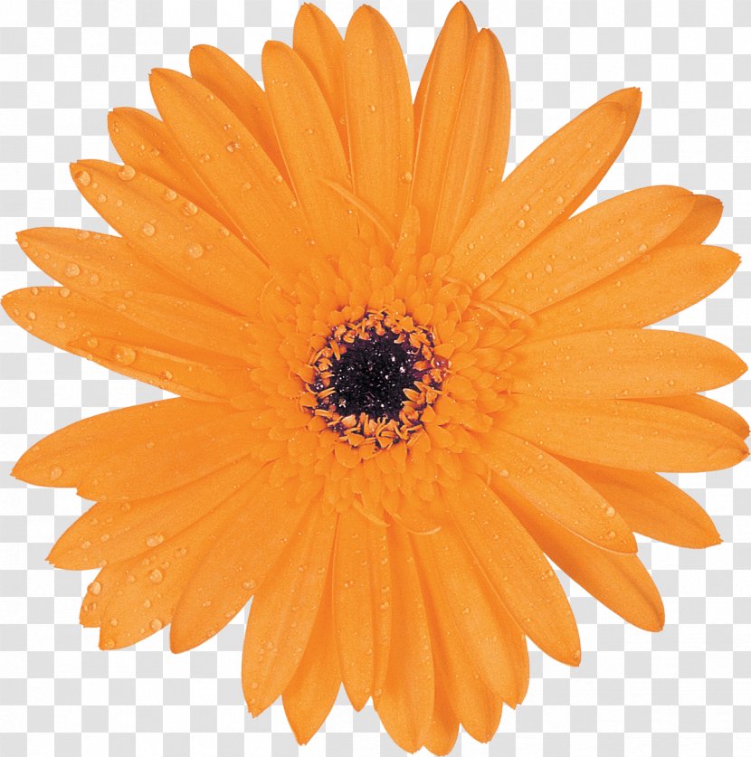 Common Daisy Transvaal Orange Clip Art - Yellow - Gerbera Transparent PNG