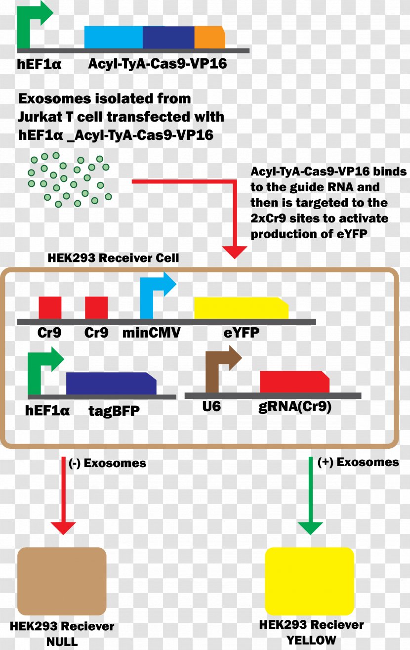 Exosome CRISPR Cas9 Herpes Simplex Virus Protein Vmw65 DNA - Text - Guide Rna Transparent PNG