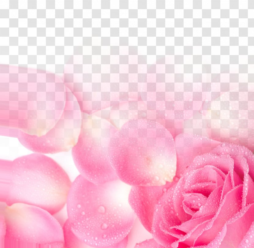 Garden Roses Pink Petal Wallpaper - Rose Poster Background Network Valentine's Day Transparent PNG