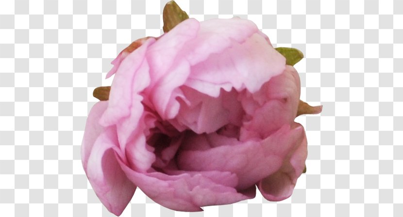 Garden Roses Centifolia Peony Clip Art Transparent PNG