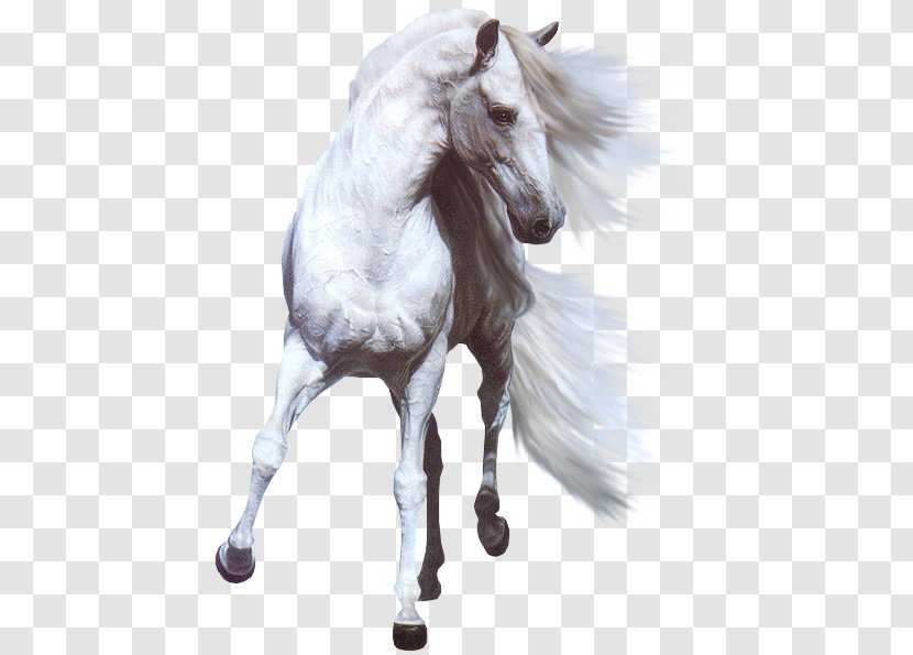 White Horse Stallion Photography - Mare Transparent PNG