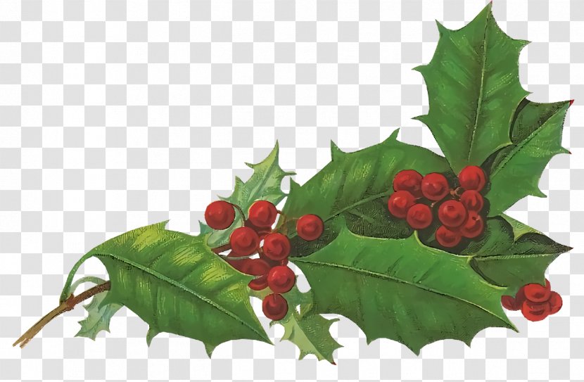 Christmas Holly Ilex - Flower - Woody Plant Tree Transparent PNG
