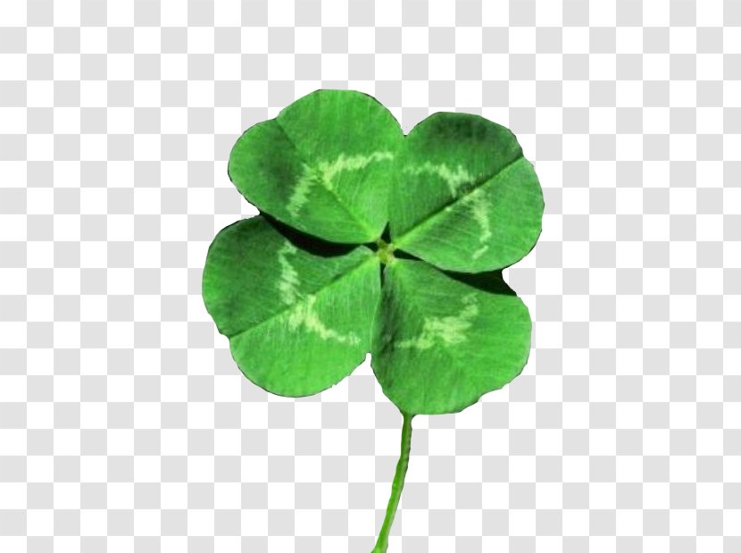 White Clover Four-leaf Luck Shamrock Saint Patrick's Day - Leprechaun Transparent PNG