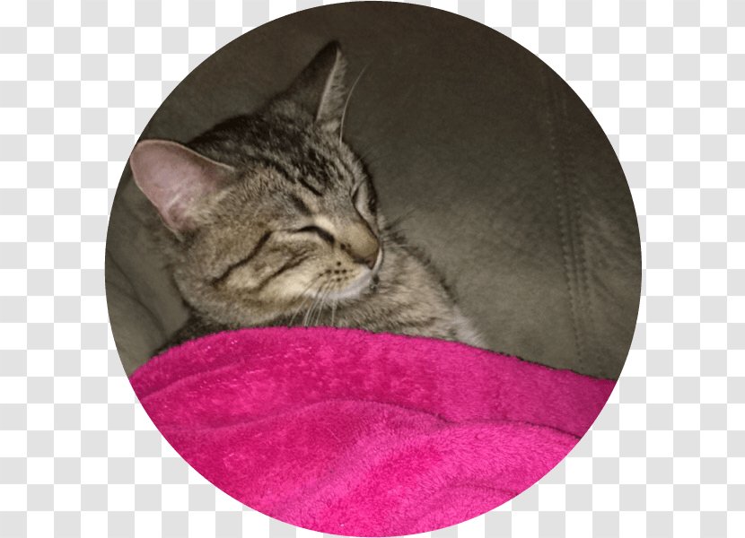 Whiskers California Spangled European Shorthair Tabby Cat Domestic Short-haired - Small To Medium Sized Cats - Pet Adoption Transparent PNG