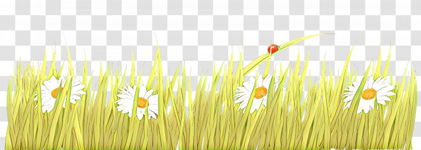 Green Grass Background - Wheatgrass - Macro Photography Flower Transparent PNG