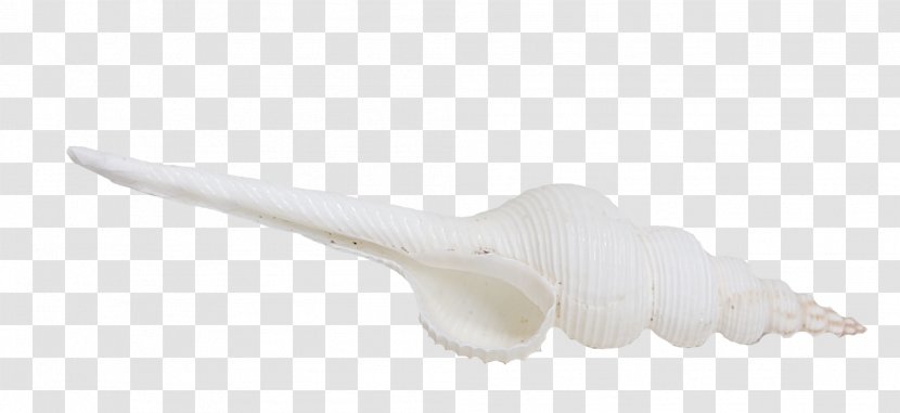 Finger - Joint - White Conch Creative Transparent PNG