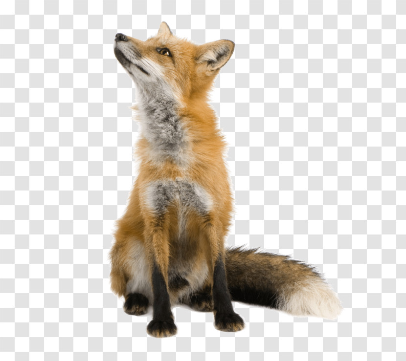 Red Fox Fox Swift Fox Wildlife Coyote Transparent PNG