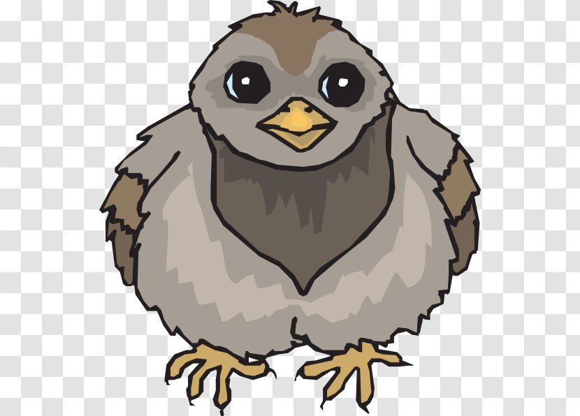 Bird Owl Columbidae Clip Art - Color - Pigeon Transparent PNG