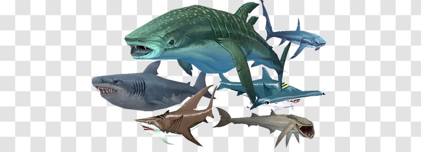 Tiger Shark Hungry Evolution World Of Warcraft: Wrath The Lich King - Marine Biology Transparent PNG