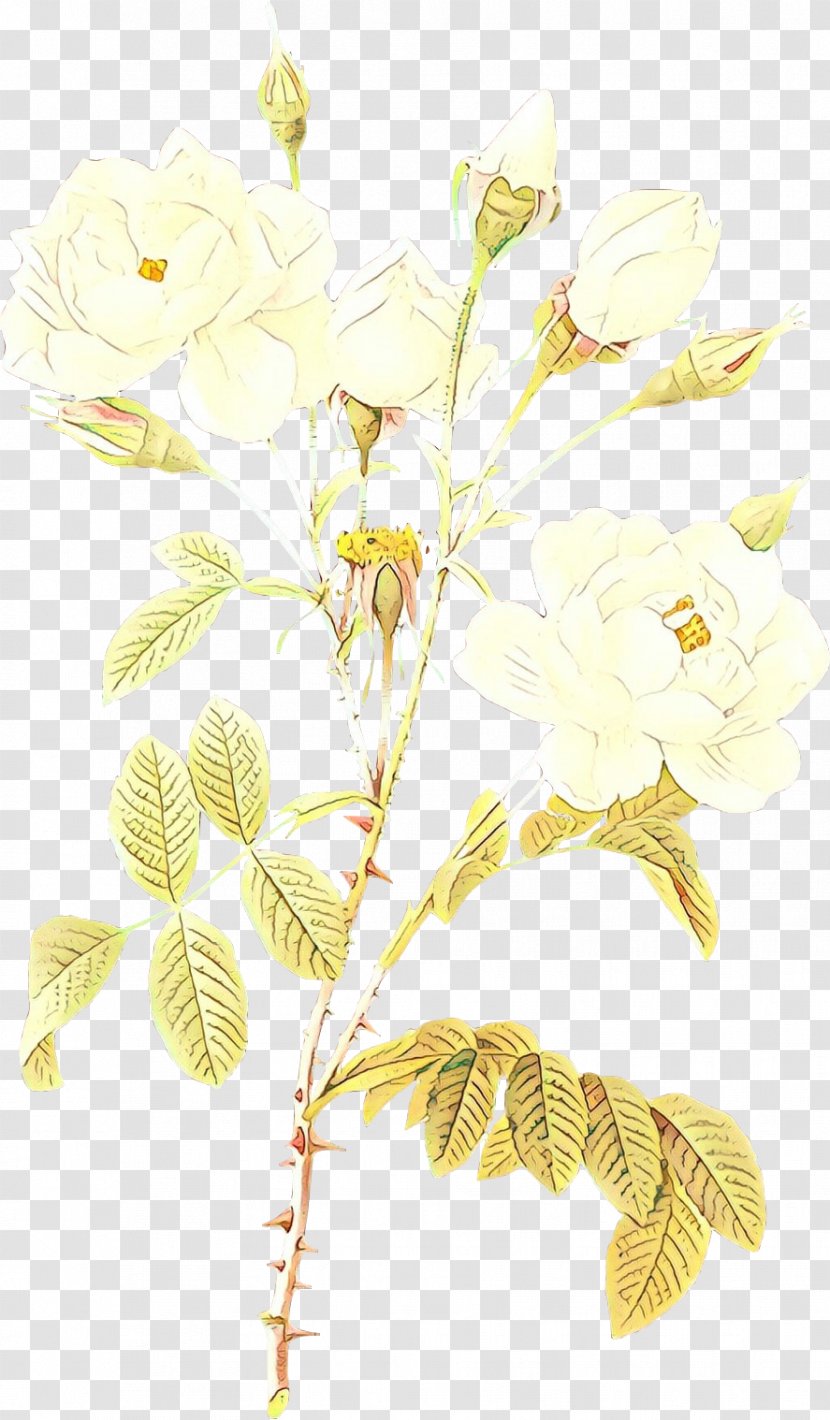 Image Clip Art Psd Vector Graphics - Garden Roses - Branch Transparent PNG
