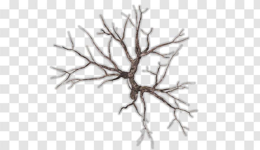 Twig Tree Snag Branch Wood Transparent PNG