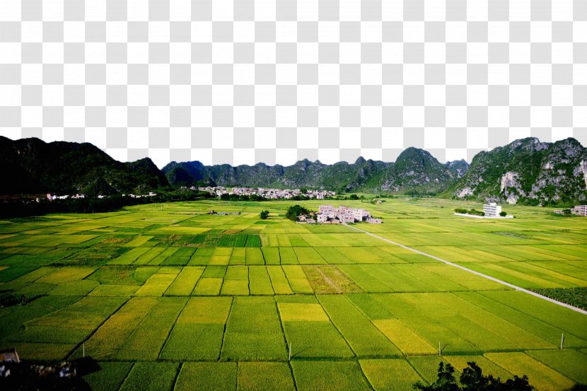 Paddy Field Rice Agriculture - Plain - Planning Neat Fields Transparent PNG