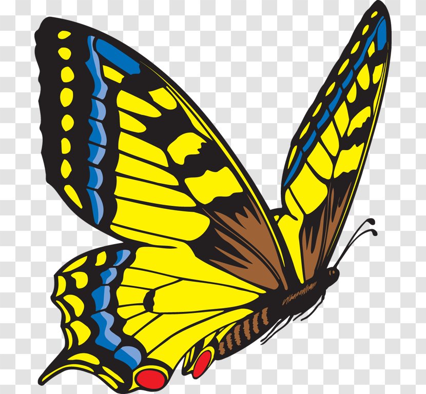 Butterfly Clip Art - Blog - Moths And Butterflies Transparent PNG