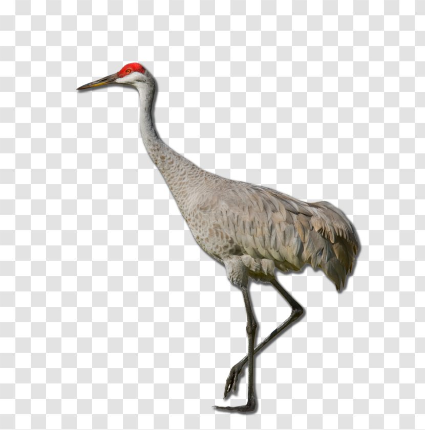 Sandhill Crane Red-crowned Definition Clip Art - Eot Transparent PNG