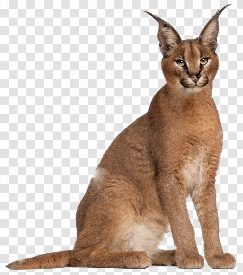 Cat Caracal Felidae Lynx Stock Photography Transparent PNG
