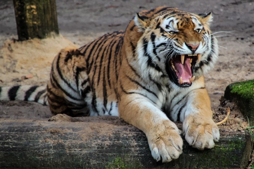Sumatran Tiger Siberian Bengal Cat Felidae - Whiskers Transparent PNG