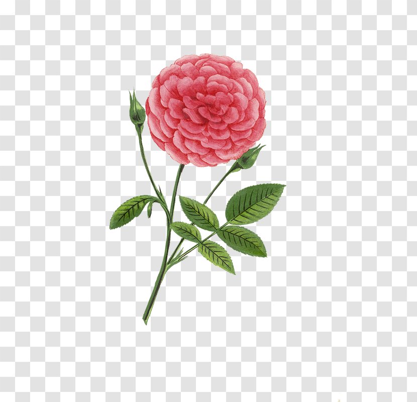 Cut Flowers Garden Roses Centifolia Camellia - Blossom - Peach Transparent PNG