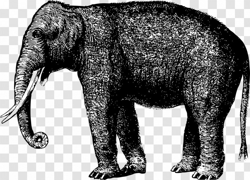 Elephantidae Animal Mammal Clip Art - Indian Elephant Transparent PNG