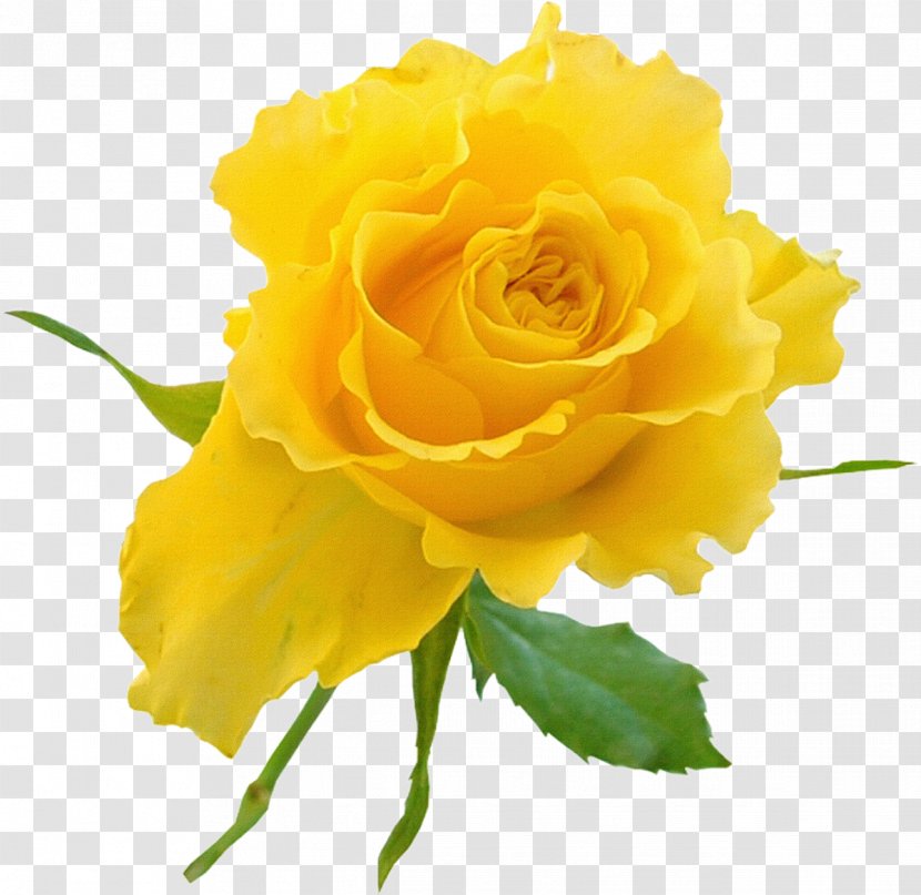 Garden Roses Yellow Flower Clip Art - Austrian Briar - Rose Transparent PNG