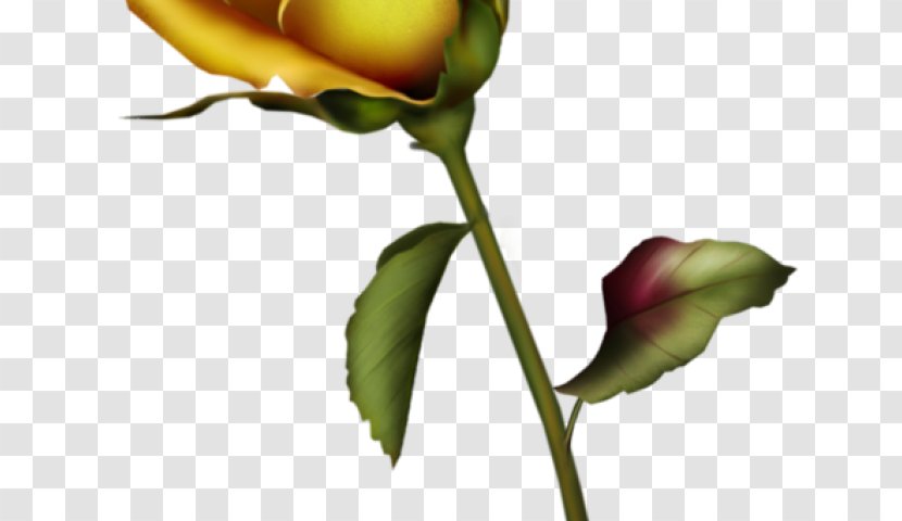 Drawing Of Family - Bud - Wildflower Rose Transparent PNG