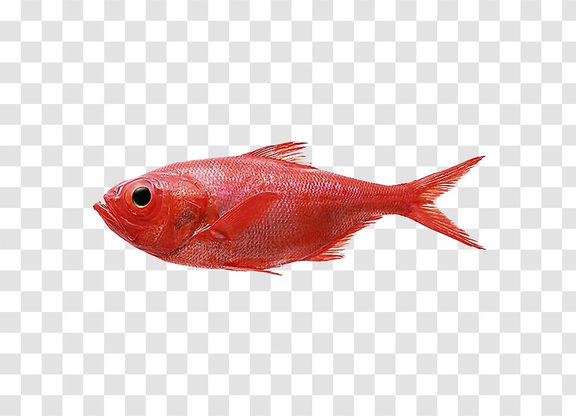 Northern Red Snapper Redfish Splendid Alfonsino - Fish Material Transparent PNG
