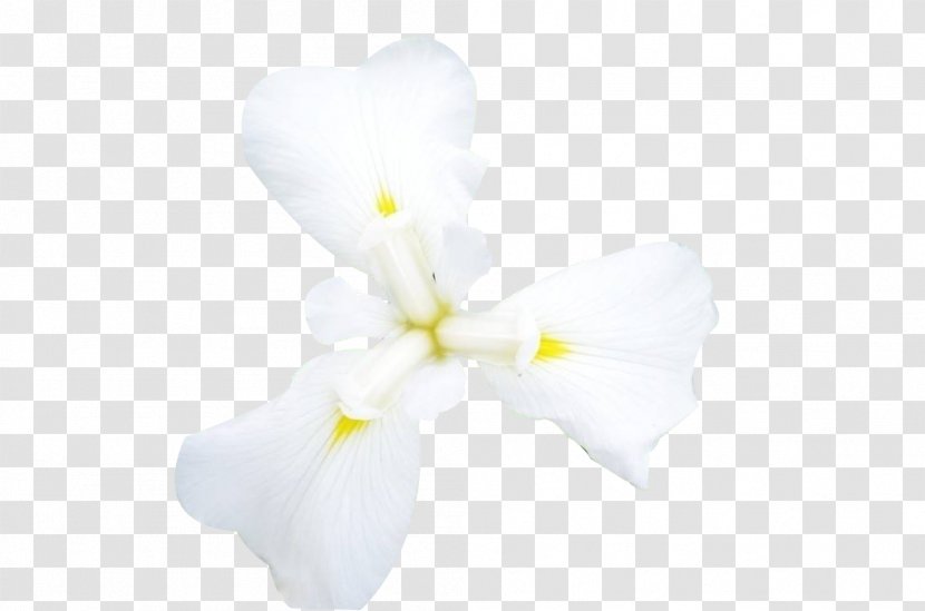 Moth Orchids Cut Flowers Petal - Orchid - Three Leaf Transparent PNG