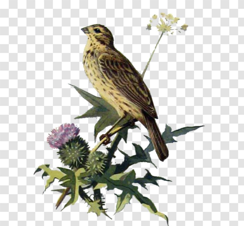 House Finch Finches Ortolan Bunting American Sparrows Beak - Perching Bird - Berry Branch Transparent PNG
