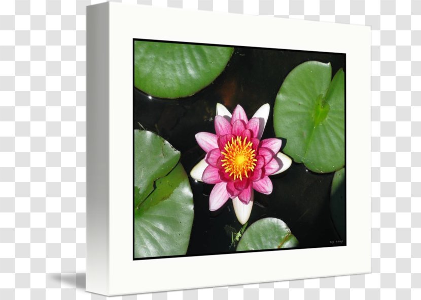 Petal Flowering Plant Floral Design Imagekind - Floriculture - Flower Transparent PNG