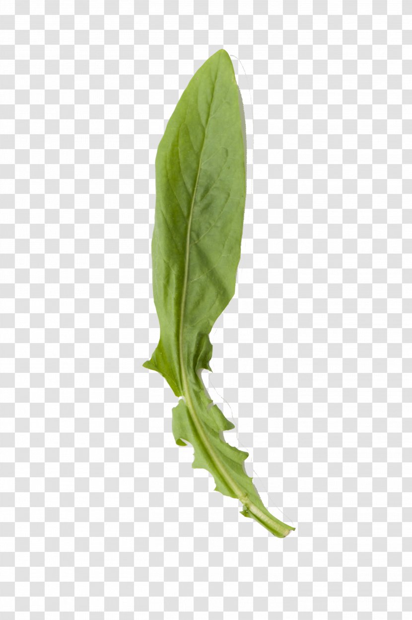Leaf Vegetable Herb Plant Stem - Verdura Transparent PNG