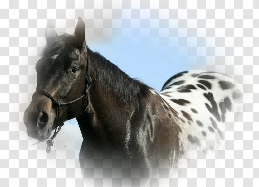 Appaloosa Horse Club American Quarter Knabstrupper Spotted Saddle - Pack Animal Transparent PNG
