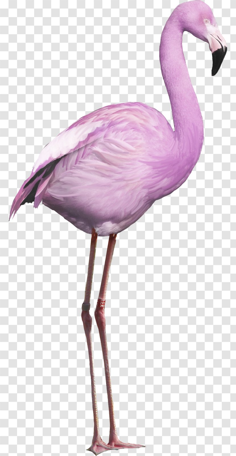 Flamingo Bird - Greater Transparent PNG