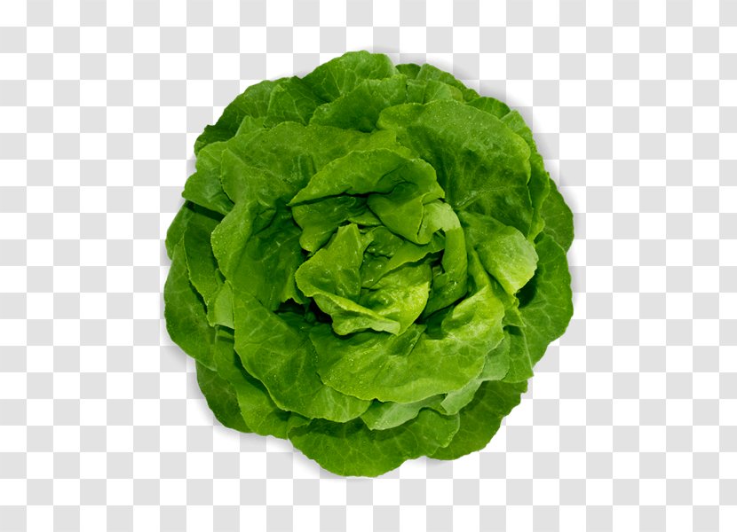 Romaine Lettuce Red Leaf Spring Greens Vegetable - Meaning Of Life - LECHUGA Transparent PNG