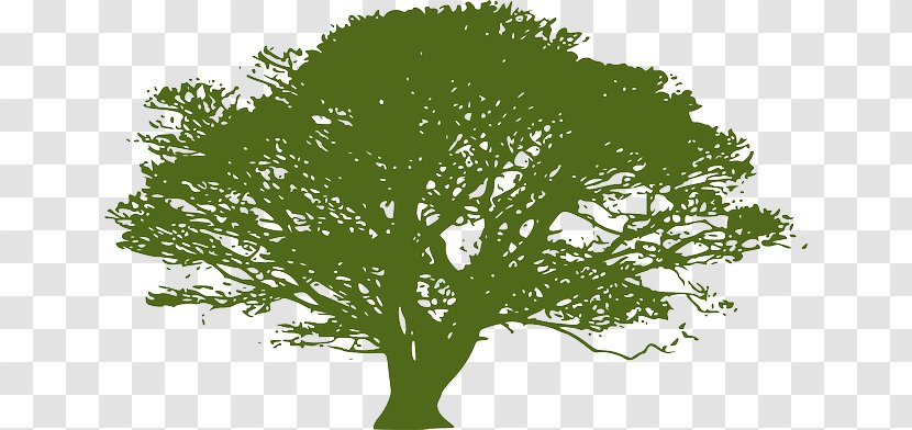 Clip Art Vector Graphics Openclipart Image Tree - Plant Transparent PNG