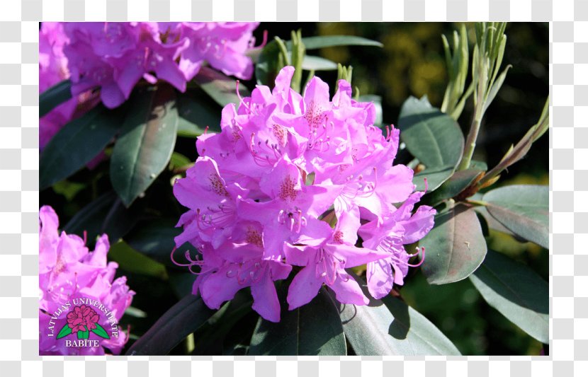 Azalea Rhododendron Pink M Annual Plant - Flowering - Catawbiense Transparent PNG