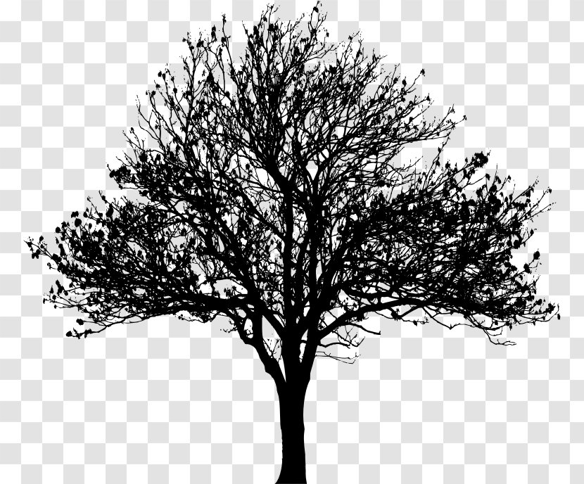 Tree Drawing Silhouette Clip Art - Photography - Love Transparent PNG