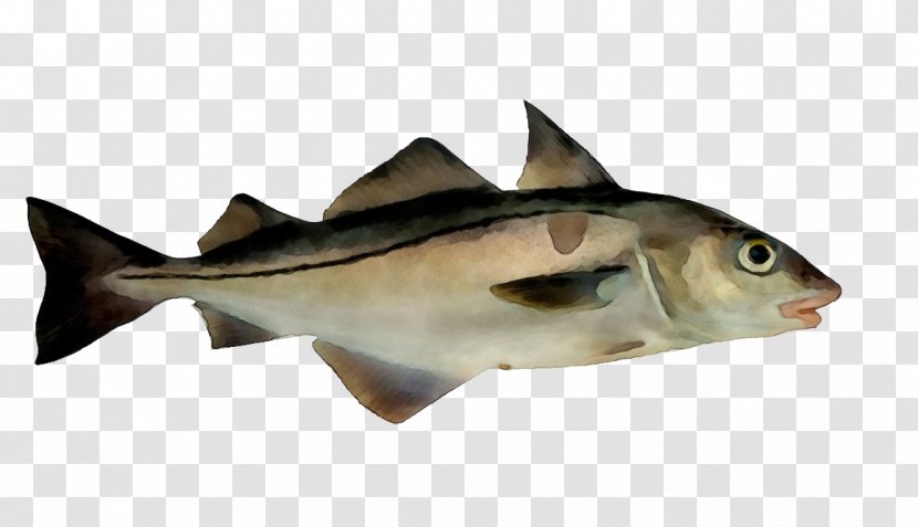 Fish Haddock Cod Bony-fish - Perch - Fin Transparent PNG