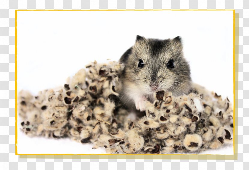 Gerbil Hamster Rat Mouse Rodent - Murids Transparent PNG