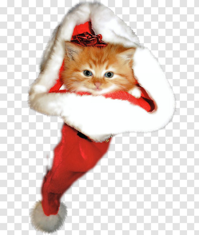 Kitten Whiskers Christmas Ornament Paw - Cat Transparent PNG