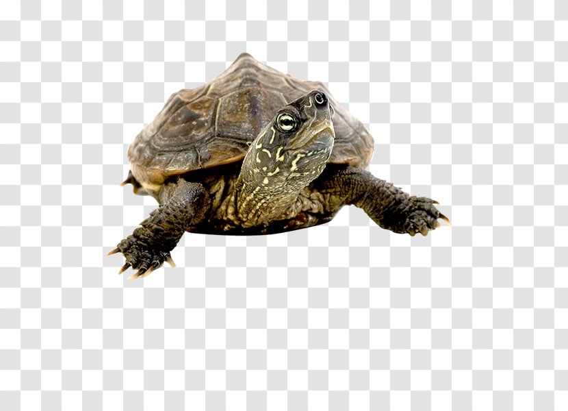 Box Turtles Common Snapping Turtle Tortoise Clip Art - Terrestrial Animal - Roleplaying Transparent PNG