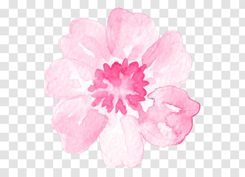 Blue Watercolor Flowers - Common Peony Blossom Transparent PNG