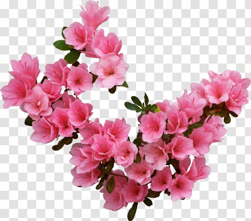 Flower Information Clip Art - Rhododendron - Pink Flowers Transparent PNG