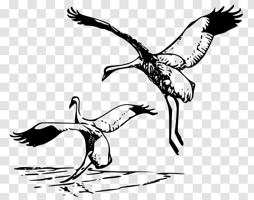 Whooping Crane Clip Art - Bird Of Prey Transparent PNG