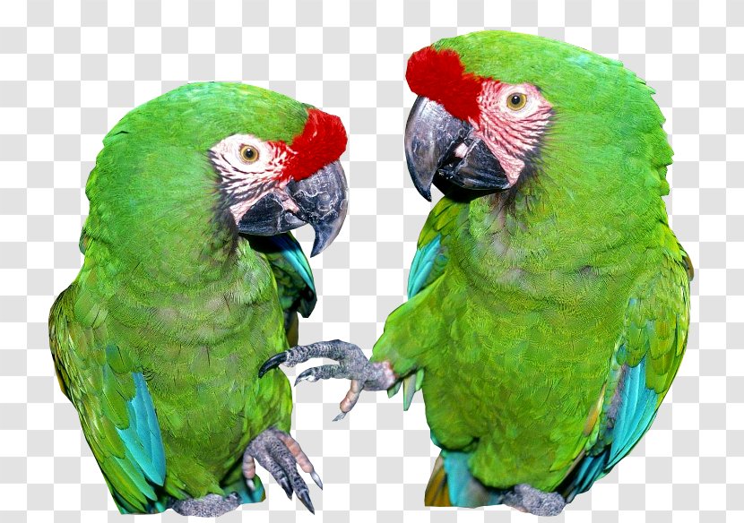 Bird Feral Parrot Psittacinae Parakeet Transparent PNG