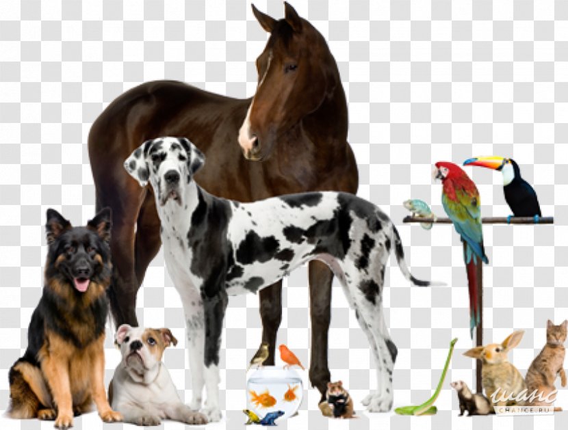 Veterinarian Veterinary Medicine Pet Animal - Therapy Transparent PNG