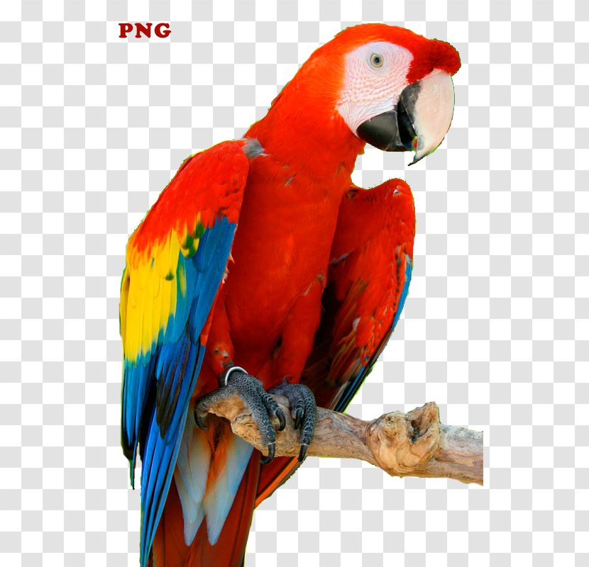 Budgerigar Lovebird Macaw Clip Art Loriini - Perico - Red Parrot Transparent PNG