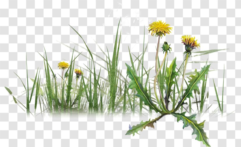 Dandelion Herbaceous Plant You Are Goddess LiveInternet Varenye Transparent PNG