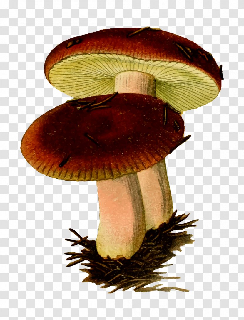 Mushroom Fungus Clip Art Transparent PNG